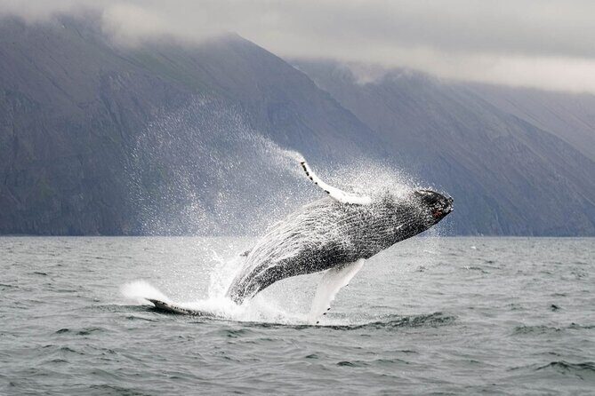 Whales and Puffins Tour from Husavik - The Crew, the Boat, and Why Warm Overalls Matter in Iceland