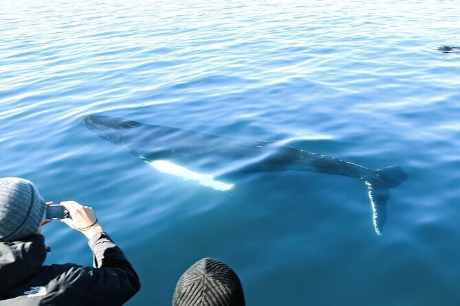 Whales and Puffins Tour from Husavik - Getting the Most Out of Your Time on Deck