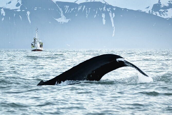 Whales and Puffins Tour from Husavik - Price and Value: Is $130 Worth It Here?