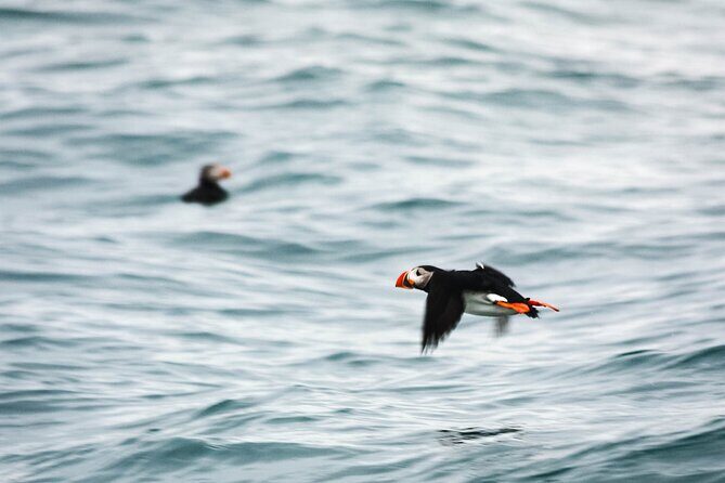 Whales and Puffins Tour from Husavik - When Weather Changes the Plan (and How to Handle It)
