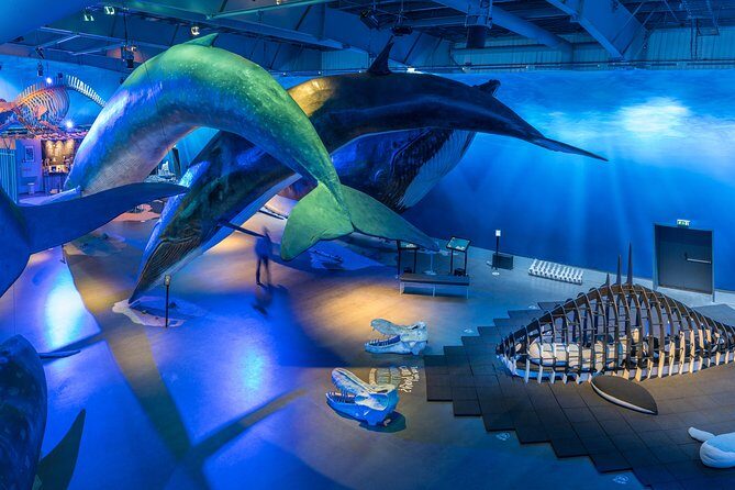 Whales Of Iceland Admission Ticket - Key things to know before you go