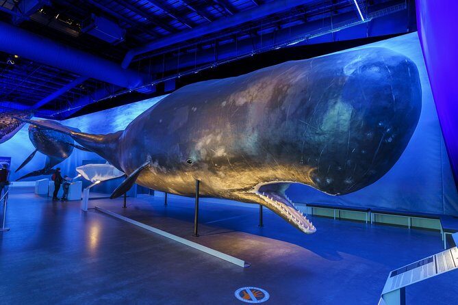 Whales Of Iceland Admission Ticket - Whales of Iceland in Reykjavik: a weather-proof whale stop with serious scale