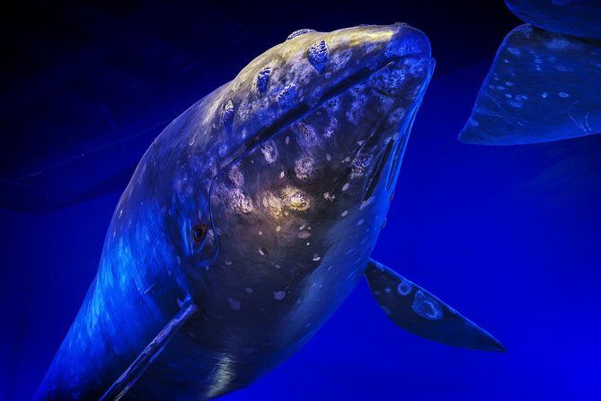 Whales Of Iceland Admission Ticket - Audio guide in 17 languages: how to use it without getting annoyed