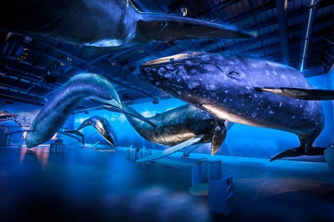 Whales of Iceland from Land and Sea - Key highlights you’ll actually feel