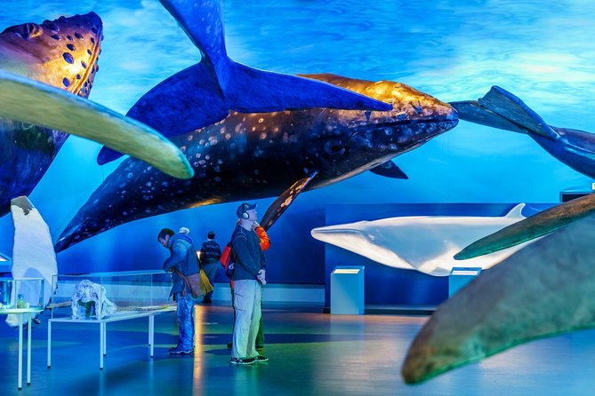 Whales of Iceland from Land and Sea - Museum time: Whales of Iceland is more than a waiting room
