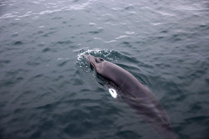 Whales of Iceland from Land and Sea - Comfort and motion: what to do if you get seasick