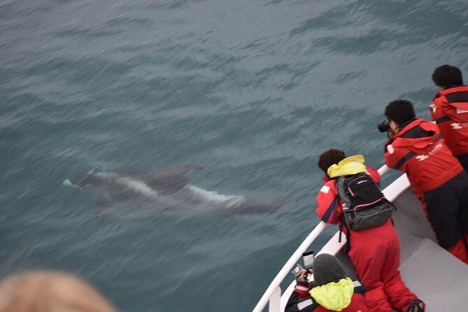 Winter Whale Watching and Northern Lights Cruise from Reykjavik - A 5-hour Reykjavik combo: whales first, aurora chase second