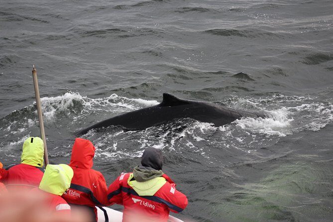 Winter Whale Watching and Northern Lights Cruise from Reykjavik - Warm overalls, blankets, and how to dress so you enjoy the trip