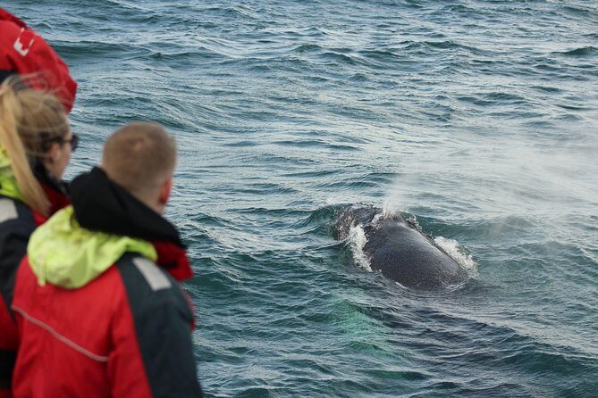 Winter Whale Watching and Northern Lights Cruise from Reykjavik - Logistics that matter in real life (pickup, group size, language)