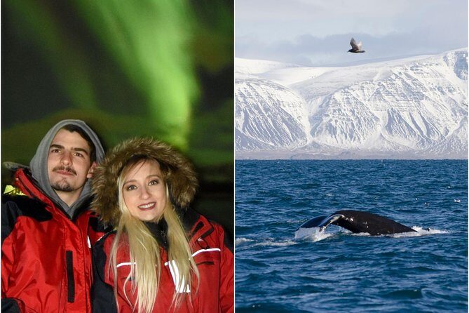 Winter Whale Watching and Northern Lights Cruise from Reykjavik - The included wildlife exhibition: learn before you scan the sea